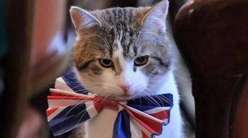 真以為自己貓語十級 這本貓?jiān)~典請翻譯一下